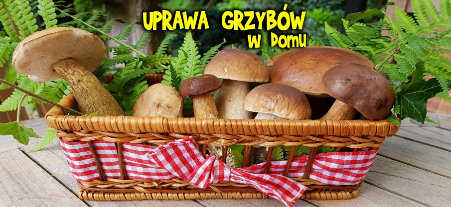 UPRAWA GRZYBÓW w domu boczniaki pieczarki shii take inne